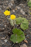 David Plant Photography - Wildlife Photography - Coltsfoot - A